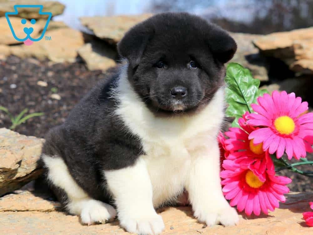teddy bear akita