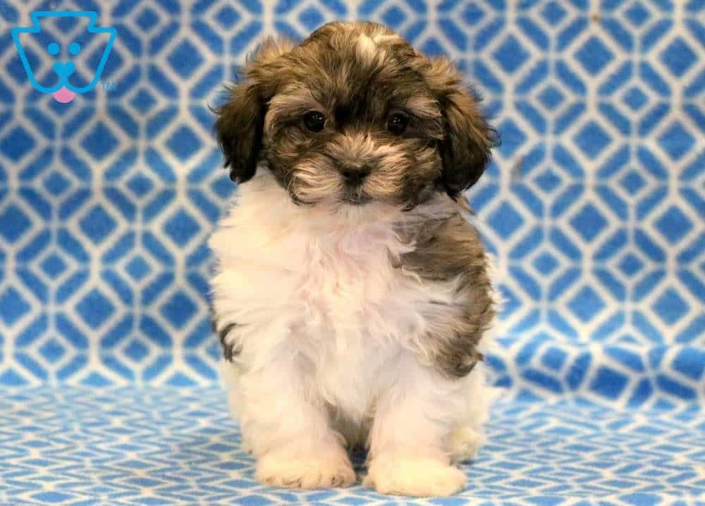 shichon puppies