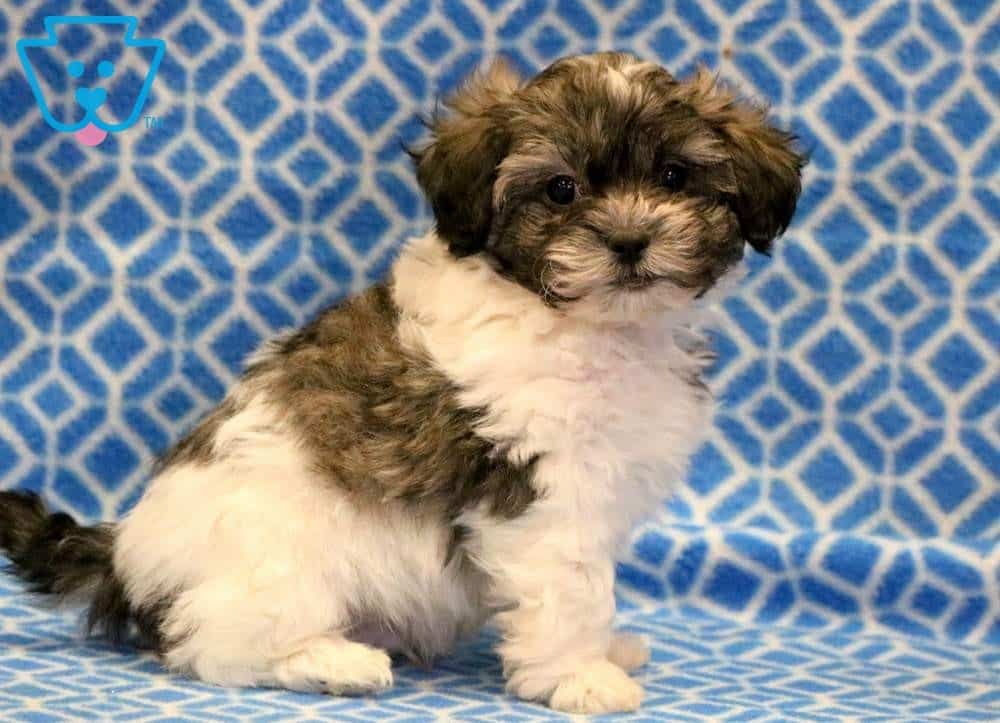 shichon kennel