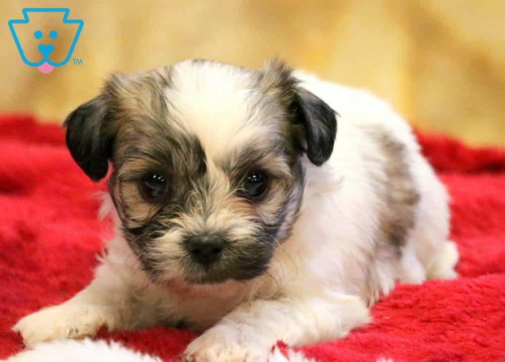 dog breed shichon