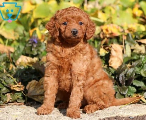 Lady-Toy-Goldendoodle-Designer-Breed-Retriever-Toy-Poodle-Dog-ACHC-IDCR-ICA