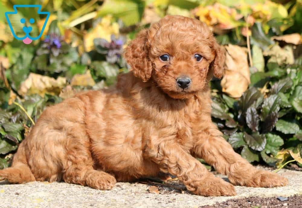 goldendoodle toy