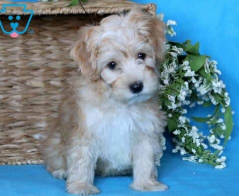 Max-Havapoo-Designer-Breed-Dog-Havanese-Poodle-ACHC-IDCR-ICA