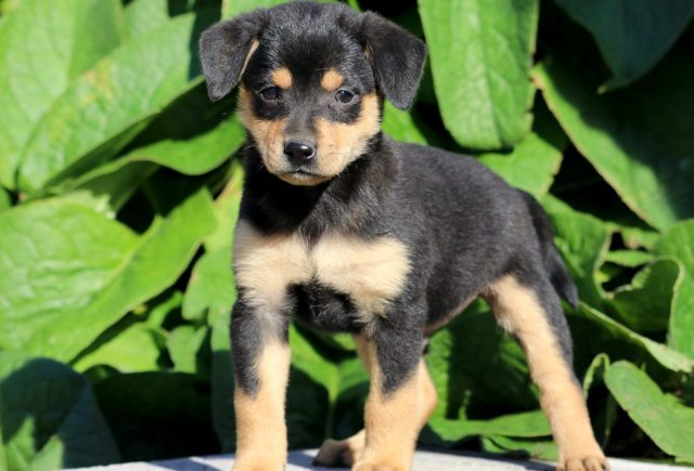 Min Pin Mix Category