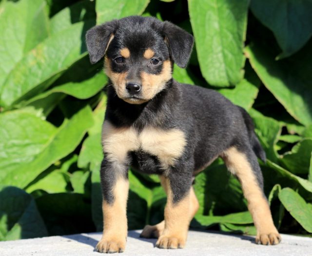 Miniature Pinscher Mix