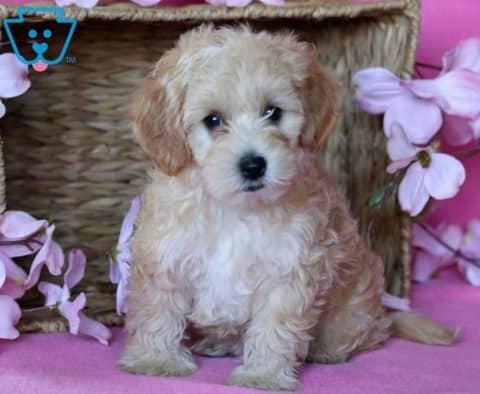 Molly-Havapoo-Designer-Breed-Dog-Havanese-Poodle-ACHC-IDCR-ICA