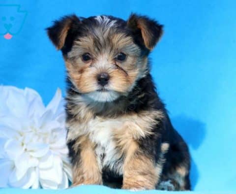 Morkie