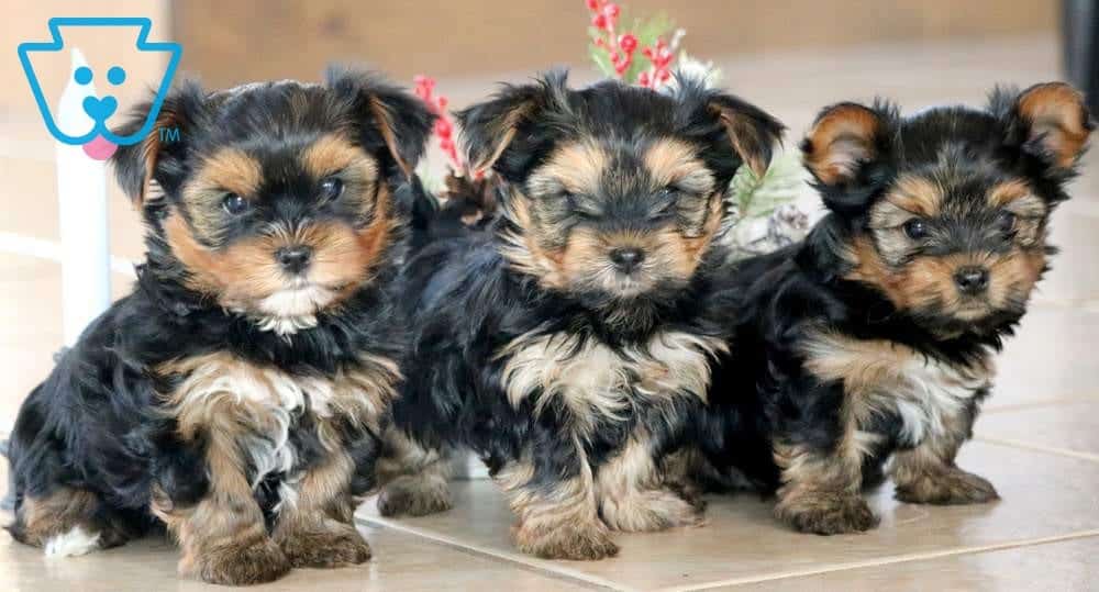 morkie hypoallergenic