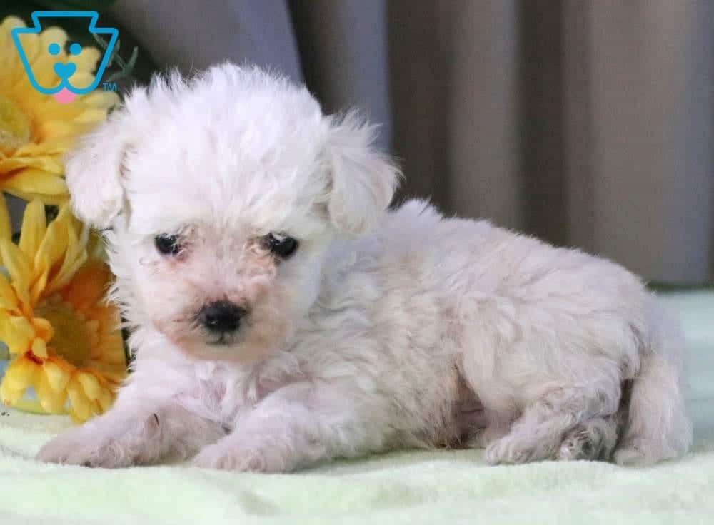 Parker Bichon Frise Puppy For Sale Keystone Puppies