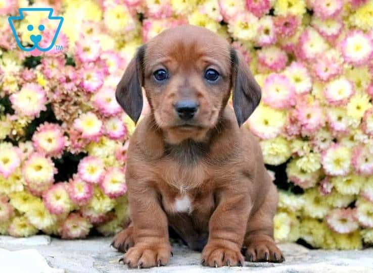 Paws | Dachshund - Miniature Puppy For Sale | Keystone Puppies