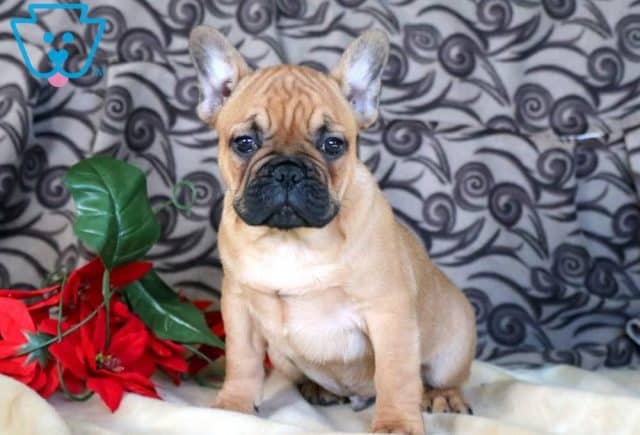 Peanut French Bulldog 1