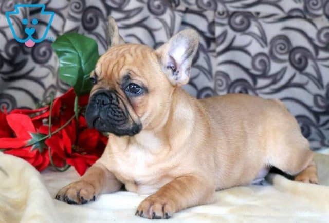 Peanut French Bulldog 2