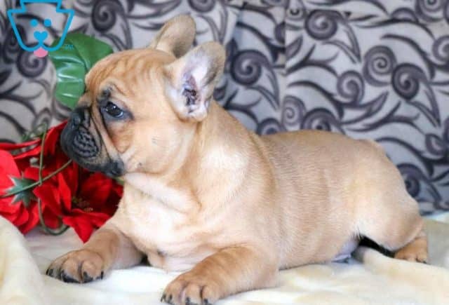 Peanut French Bulldog 3