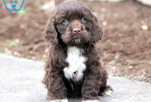 Polly-Cocker-Spaniel-Sporting-Dog-Breed-AKC