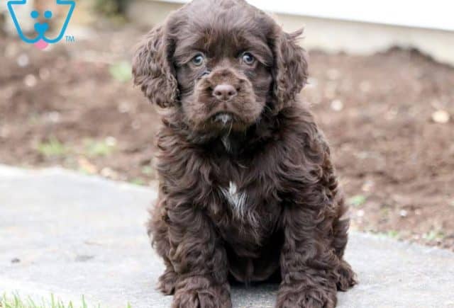 Princess-Cocker-Spaniel-Sporting-Dog-Breed-AKC