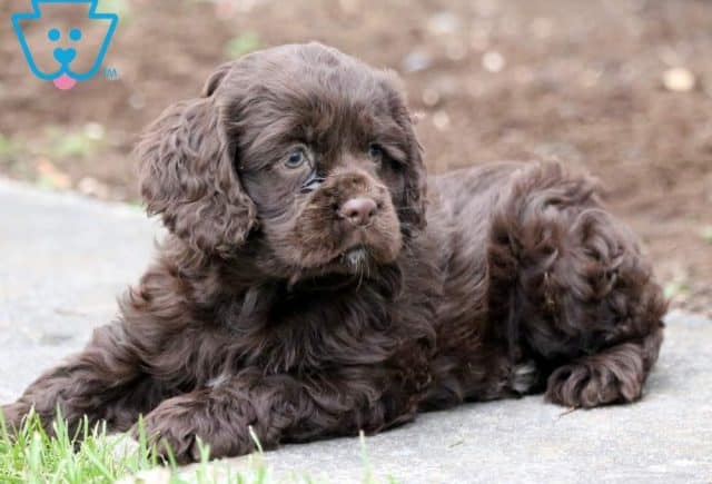Princess2-Cocker-Spaniel-Sporting-Dog-Breed-AKC