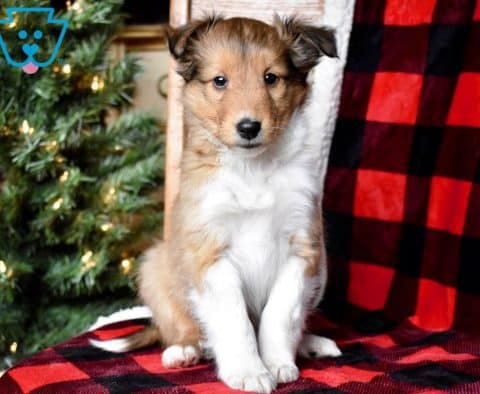 Rudolph-Shetland-Sheepdog-Herding-Dog-Breed-AKC