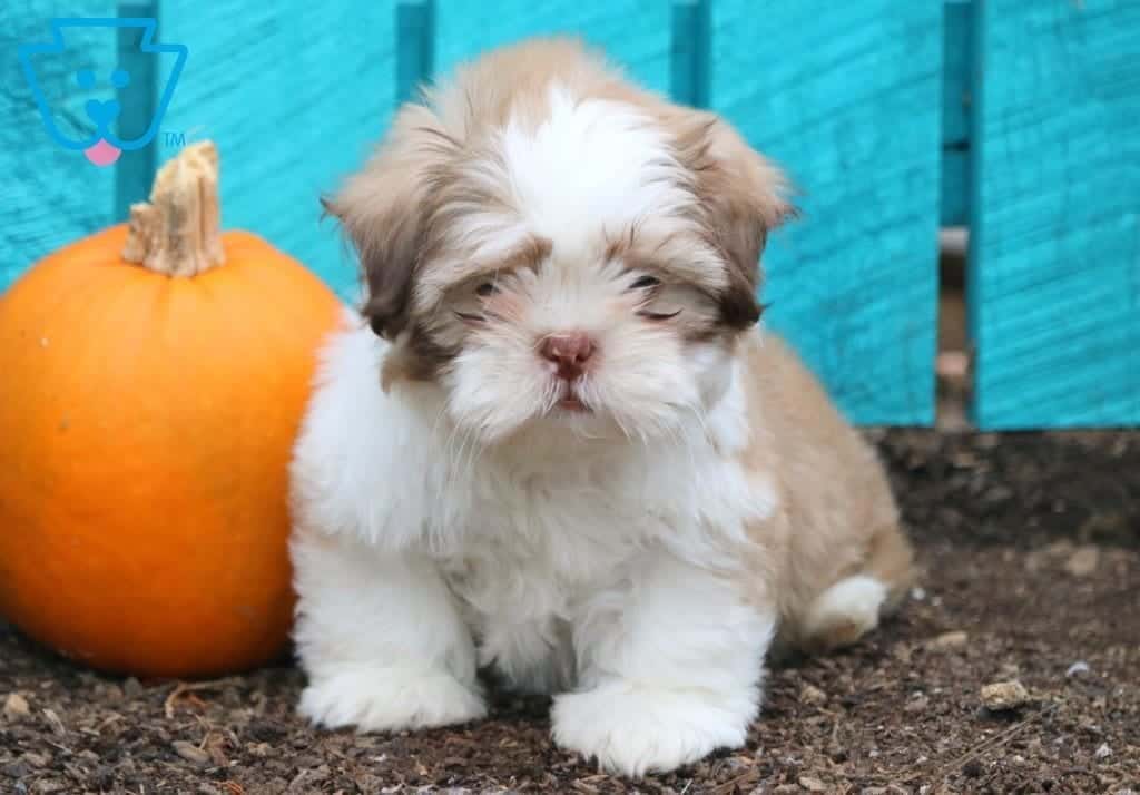 black and white shih tzu puppies for sale