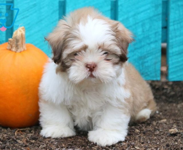 Shih Tzu