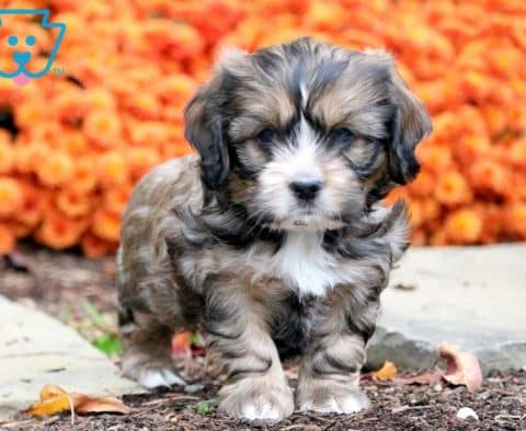 Shih Tzu Mix