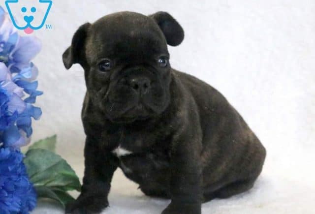 Teddy-French-Bulldog-Non-Sporting-Dog-Breed-AKC