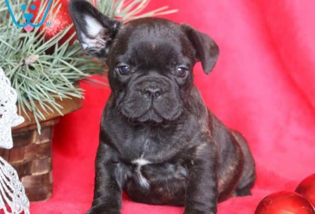 Teddy French Bulldog Retake