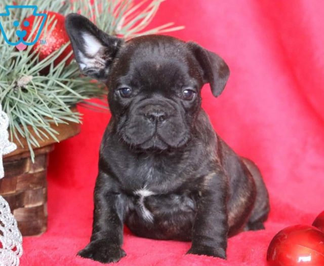 blue french bulldog teddy