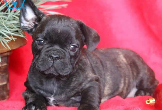 Teddy French Bulldog Retake2