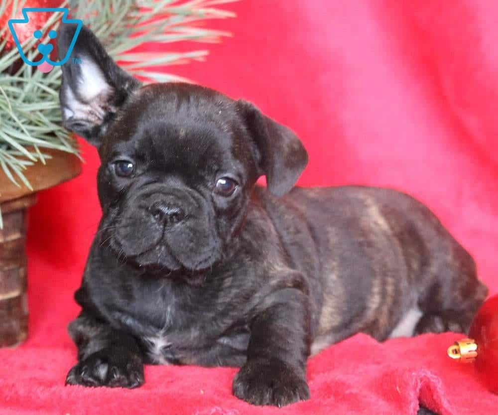 blue french bulldog teddy
