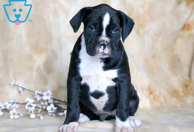 Thor Boxer 1