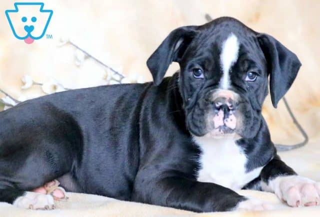 Thor Boxer 2