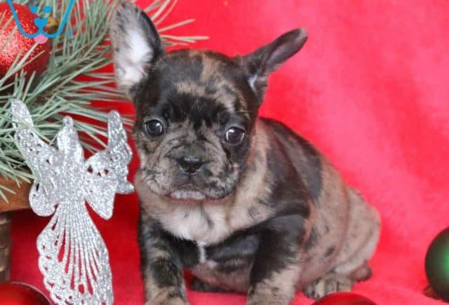 Tinkerbell French Bulldog Puppy For Sale Keystone Puppies