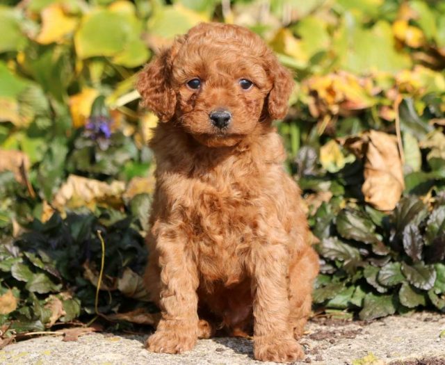 Toy Goldendoodle