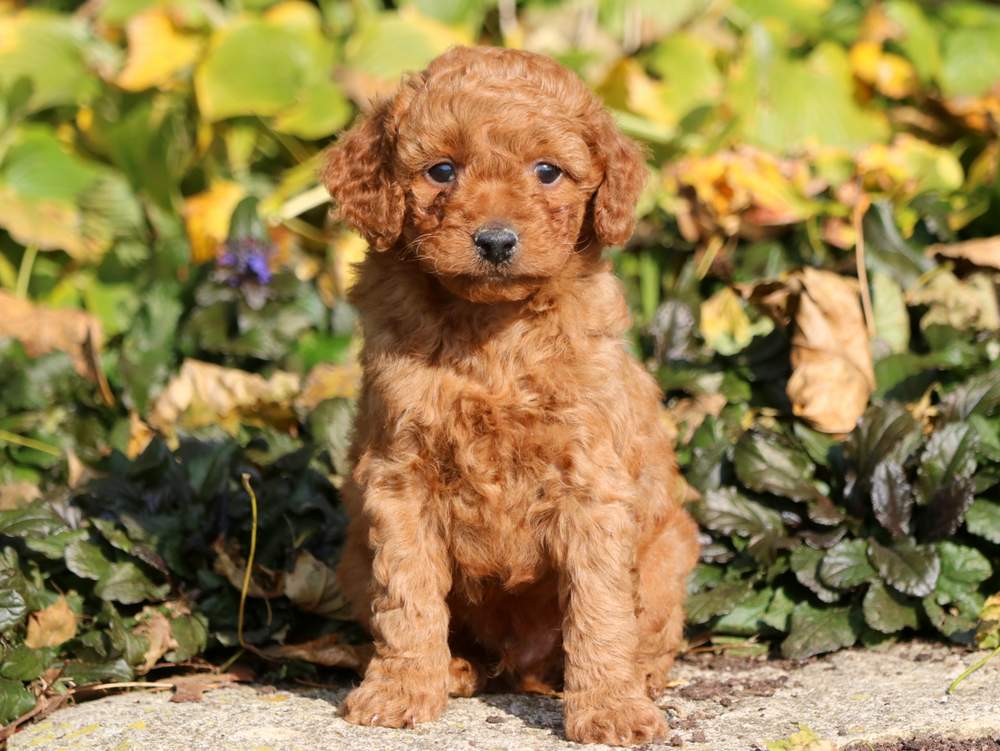 goldendoodle toy