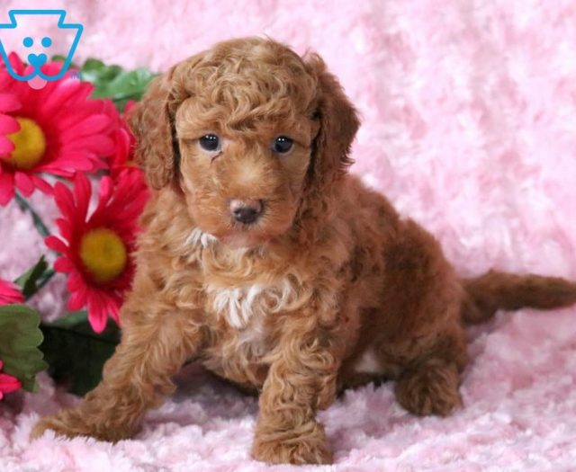 Toy Labradoodle puppies for sale