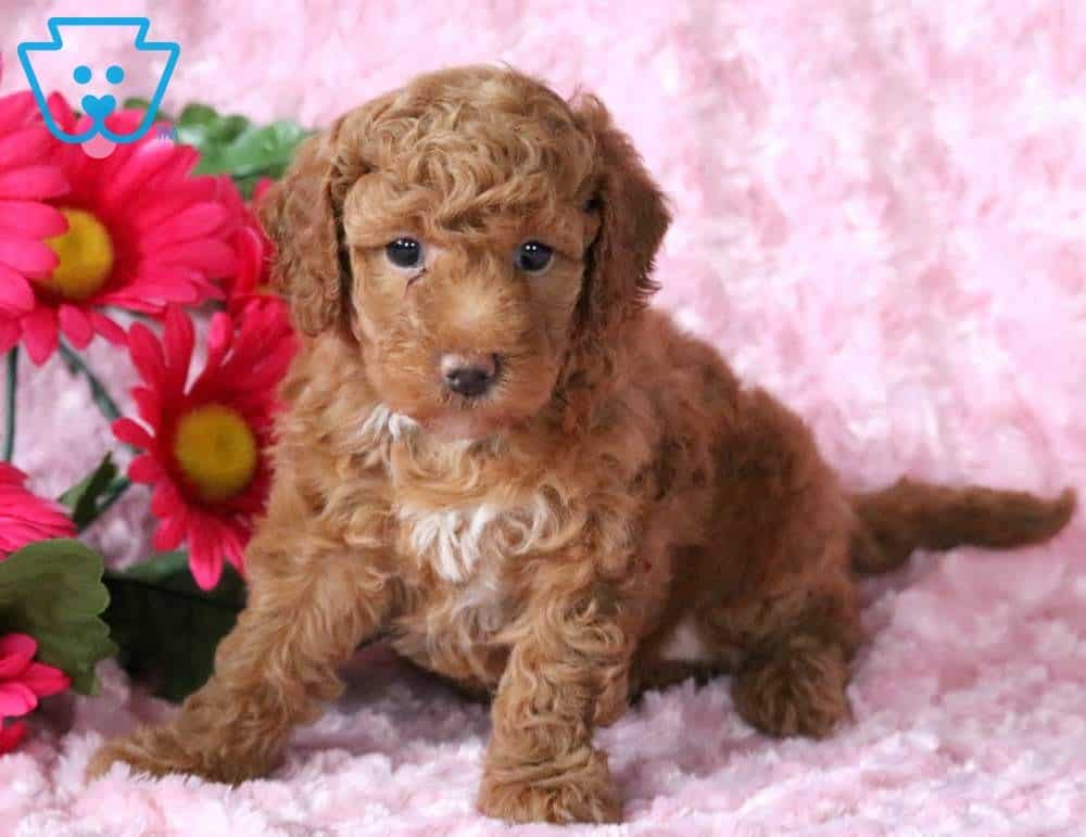 petite mini labradoodle puppies for sale