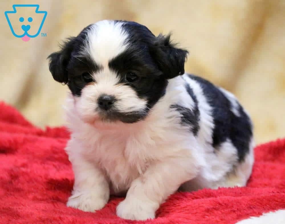 shichon breed