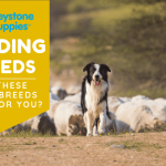 herding-breeds-healthy-responsibly-bred-Pennsylvania