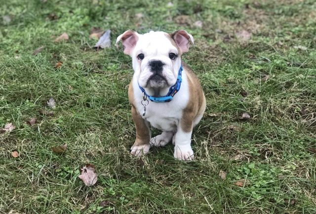 English bulldog!