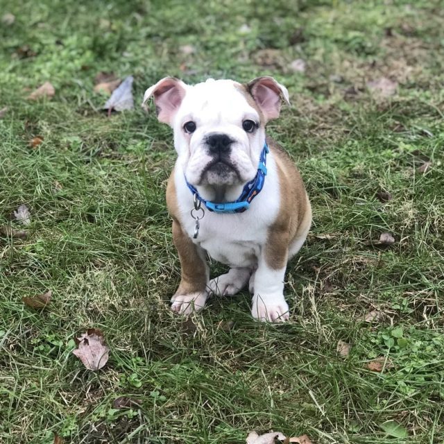 English bulldog!