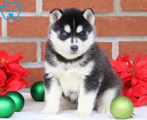Ashlyn-Siberian-Husky-Working-Dog-Breed-AKC