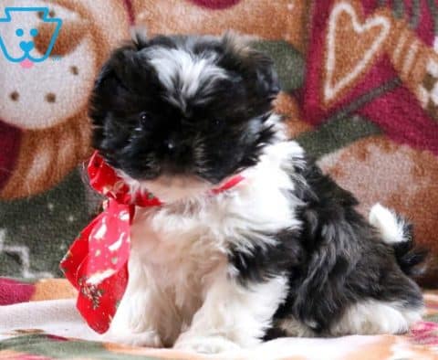 Baby-Doll-Shih-Tzu-Mixed-Breed-Dog