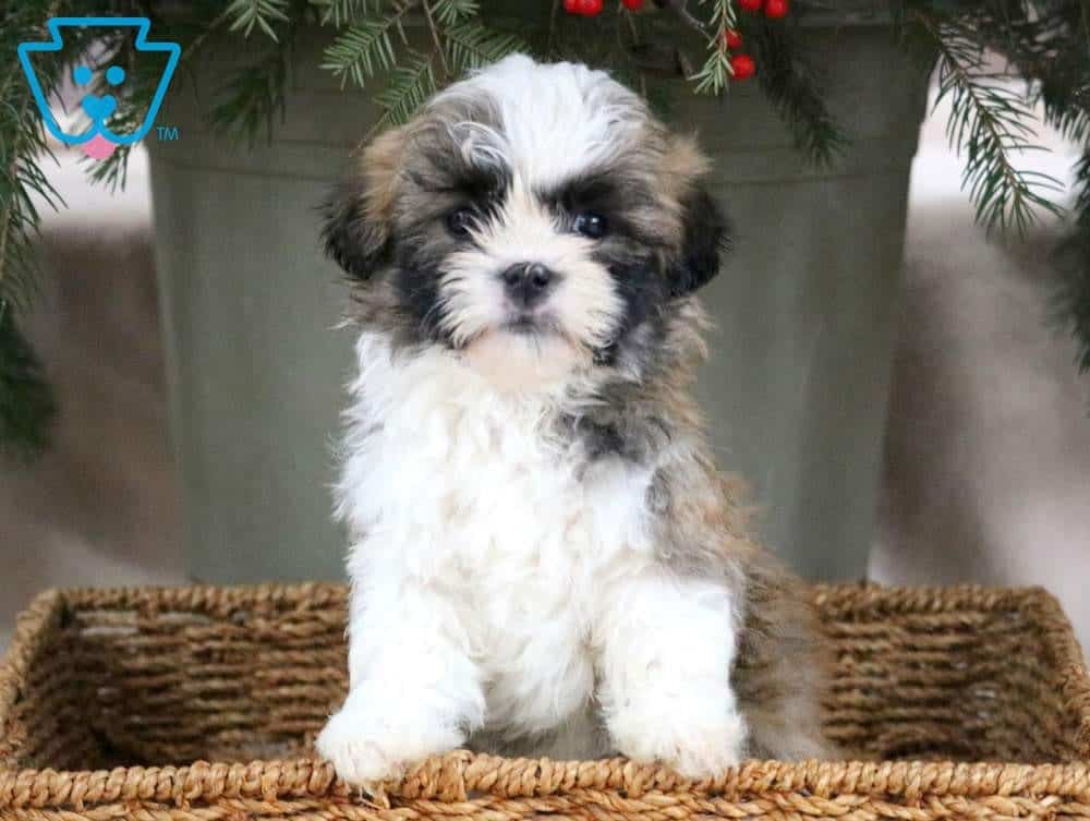 shichon shih tzu