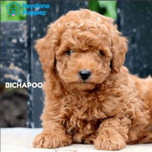 Bichapoo-healthy-responsibly-bred-Pennsylvania