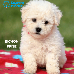 Bichon-Frise-healthy-responsibly-bred-Pennsylvania