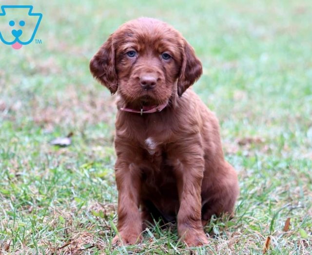 Irish Setter Puppies For Sale Puppy Adoption Keystone Puppies