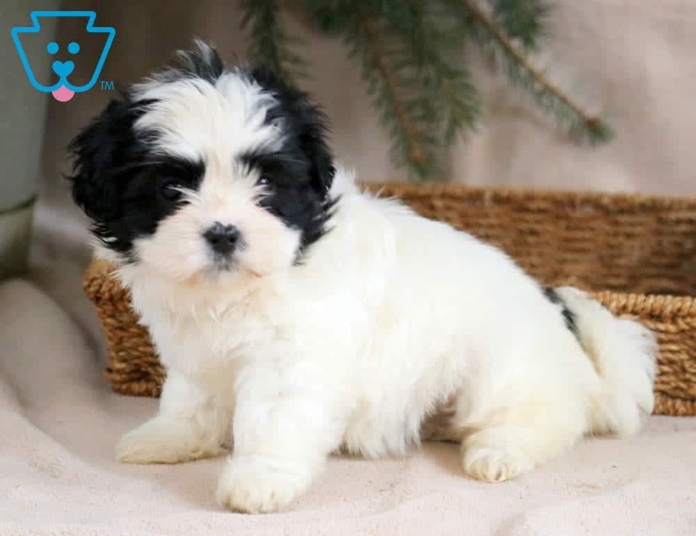 shichon breed