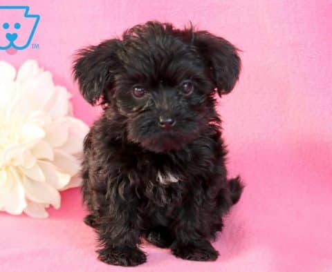 Blossom-Yorkiepoo-Designer-Breed-Dog-Yorkie-Poodle-ACHC-IDCR-ICA