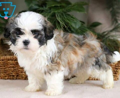 Boots-Shichon-Designer-Breed-Dog-Shih-Tzu-Bichon-ACHC-IDCR-ICA