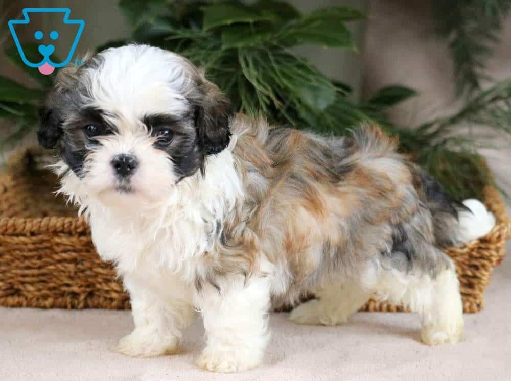 shichon breed